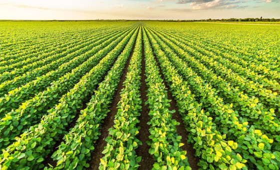 Com a soja, a agricultura deu um salto que, em 40 anos, chegaria a uma slida economia, criaria nova configurao social com a miscigenao e mudana de hbitos