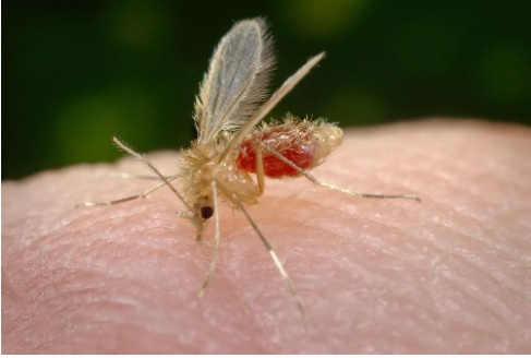 Mosquito-palha costuma ser o transmissor do protozorio da leishmaniose em reas urbanas  Foto: James Gathany/CDC
