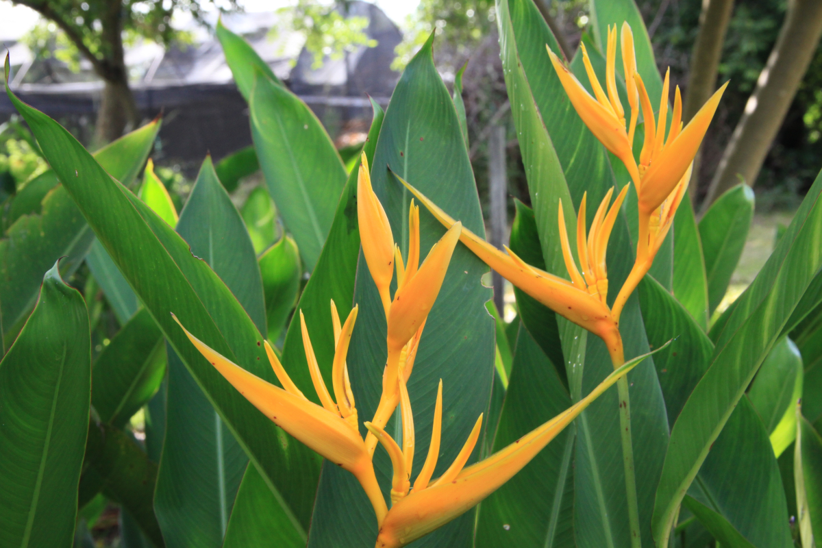 Empaer possui uma rea de 5 mil metros quadrados com o cultivo de flores tropicais. - Foto por: Empaer-MT