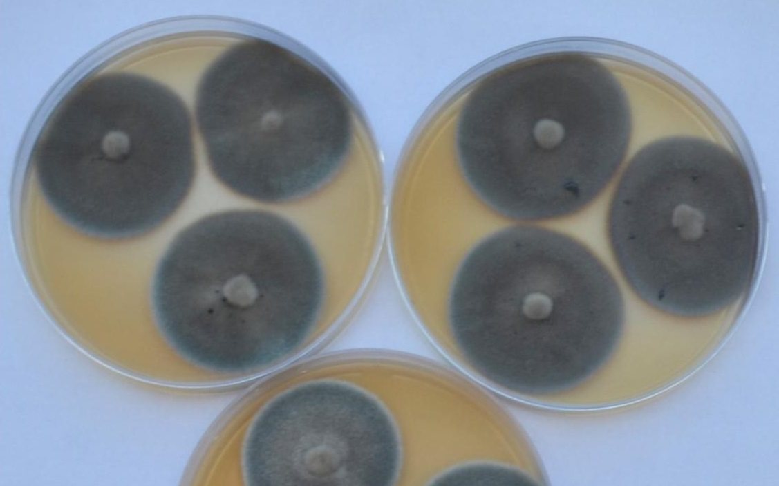 Pseudomonodictys pantanalensis sp. nov. A73 crescendo em meio de cultura - Foto por: Jaqueline Senabio/Pesquisadora