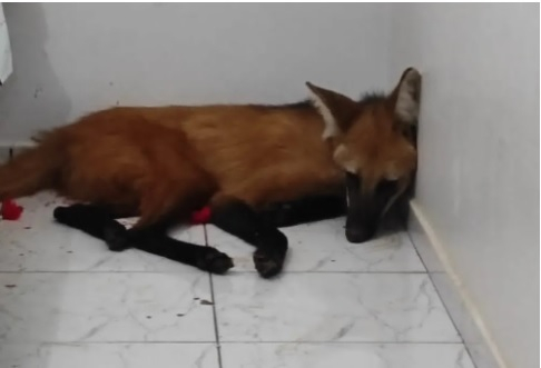 Lobo-guar  resgatado de residncia em MT.  Foto: CBMMT