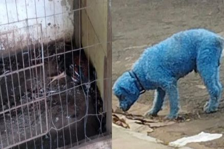 Galo preso em gaiola; animal tingido de azul