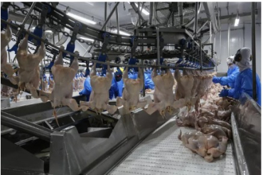 Carne de frango de MT tem como principal destino Oriente M�dio e �sia. � Foto: AEN/Jonathan Campos