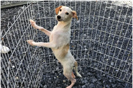 Nicolau  um dos animais disponveis para adoo neste sbado  Foto: Divulgao