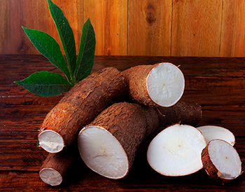 O campo experimental de Acorizal, a 59 km de Cuiab, atualmente conta com 100 materiais de mandioca, sendo de mesa e de indstria.