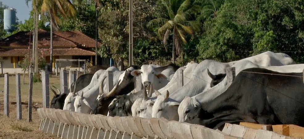 Produtores rurais devem atualizar nmero de rebanho no Indea  Foto: Assessoria