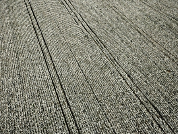 Safra matogrossense de algodo est estimada em 937.361 toneladas, segundo Imea