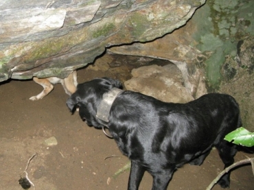 Operao conta com apoio de ces farejadores nesta tera (10). 