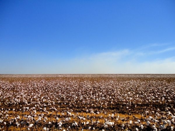 Lavoura de algodo j em processo de colheita