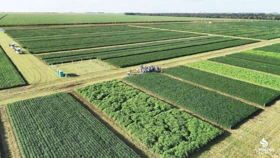 O resultado  3,3 milhes de toneladas maior que o previsto no levantamento anterior, de abril, uma alta de 1,1%