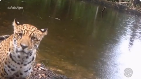Filhote de ona-pintada foi resgatado e encaminhado ao Par  Foto: TVCA