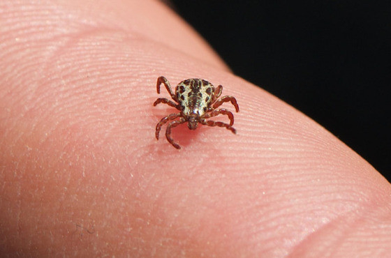 Principal forma de transmisso  por meio do carrapato-estrela, presente em reas rurais