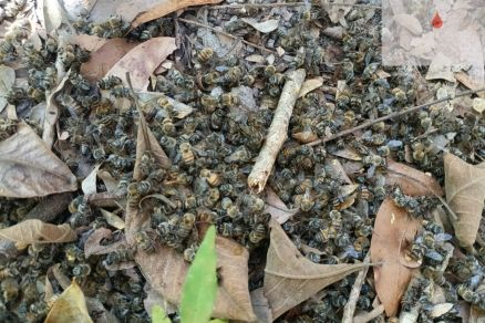 Abelhas que morreram em colmeias