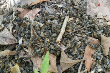 Abelhas que morreram em colmeias