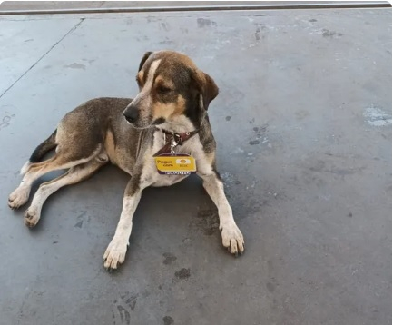 Ces 'frentistas' fazem sucesso em postos de combustveis  Foto: Reproduo