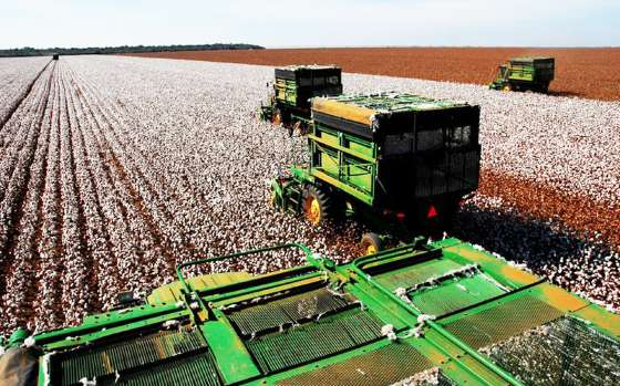 Destaque para a primeira safra do algodo em caroo. Os mato-grossenses aumentaram a rea (em hectares) dedicada  lavoura de 1.140,1 mil para 1.185,7 mil
