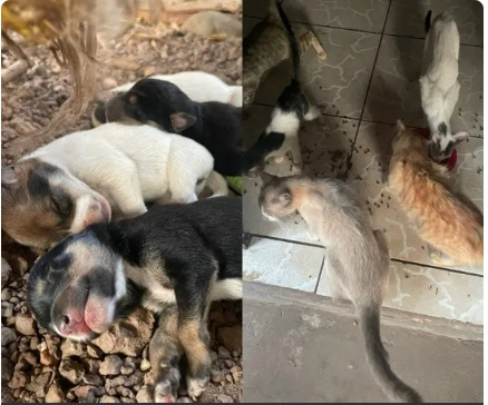 Dentre os animais disponveis para adoo esto quatro gatos e uma cadela com sete filhotes recm-nascidos.  Foto: Reproduo