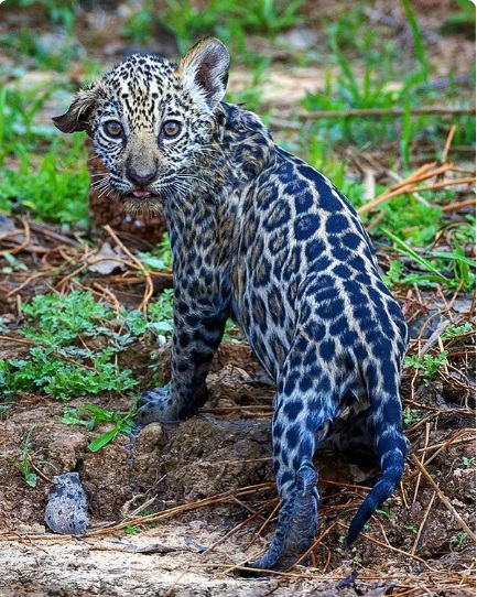 Fotgrafo flagra filhote de ona-pintada no Pantanal de MT  Foto: Chris Brunskill
