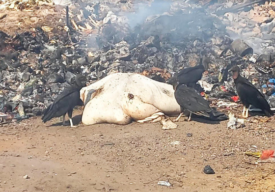 A insalubridade  alta. O cheiro  insuportvel e os urubus disputam carcaas de animais