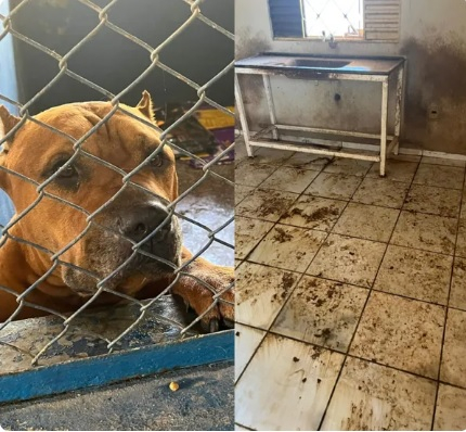 Os animais esto sob os cuidados da Secretaria de Bem-Estar Animal  Foto: Reproduo