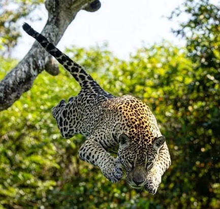 Fotgrafo registra pulo de ona-pintada no Pantanal de MT  Foto: Chris Brunskill