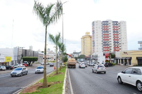 Doutora diz que palmeira no se enquadra como rvore. No faz sombra e nem beneficia o microclima como outras espcies