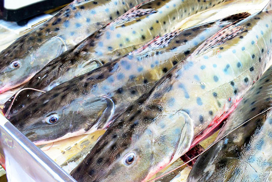 No dia 2, vai comear o perodo da piracema em Mato Grosso