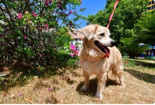 Cerca de 10 cachorros resgatados participam de sesso fotogrfica, em Cuiab  Foto: Davi Valle