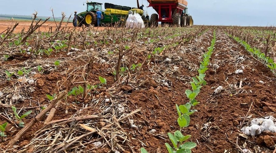 Soja  Foto: Pedro Silvestre/Canal Rural Mato Grosso