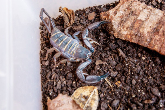 Em Mato Grosso, h a presena de trs espcies que podem causar bito: o escorpio marrom, o escorpio preto e o escorpio amarelo
