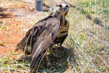 A ave vai para um recinto de reabilitao no Santurio dos Elefantes, em Chapada dos Guimares, onde treinar voo at estar apta a voltar  natureza