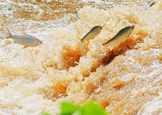 Governo diz que a proibio leva em considerao a diminuio de espcies de peixe nos rios de MT, bem como da atividade pesqueira