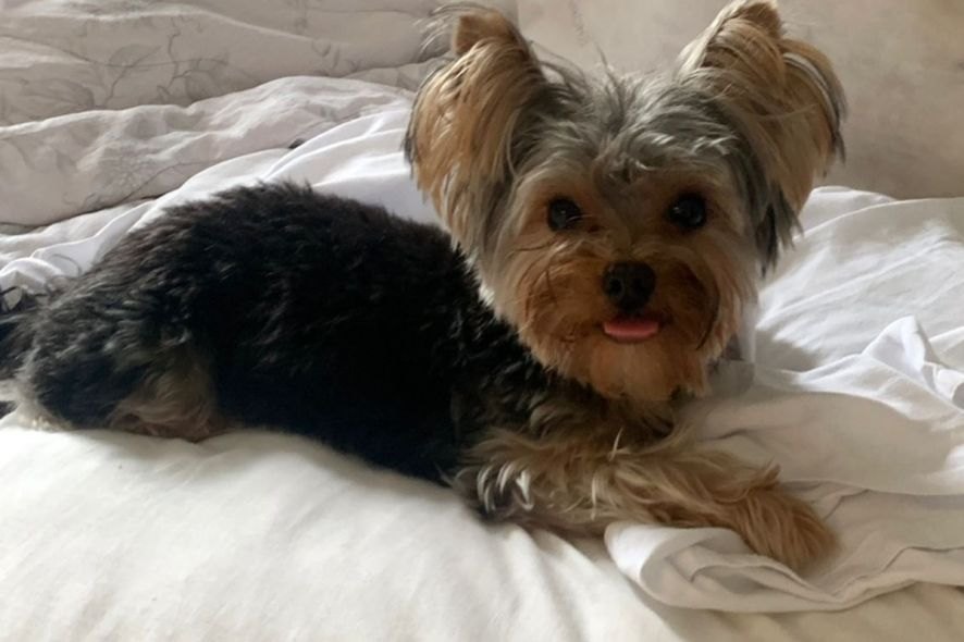 Djoko  um Yorkshire de 2 anos e meio que est desaparecido