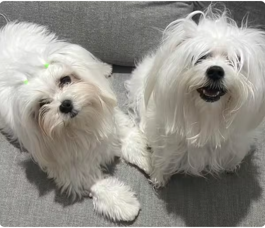 Liz e Ins tinham dois e quatro anos  Foto: Arquivo pessoal