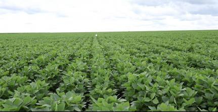 A perda anual  de cerca de 10 saca de soja por hectares no Estado