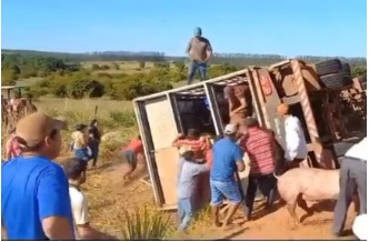 Momento em que as pessoas retiram a carga de porcos aps acidente