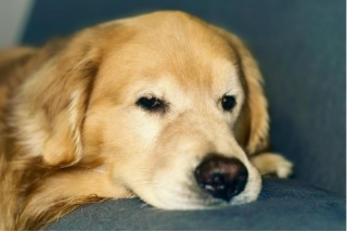 O c�o Joca, que morreu em abril deste ano