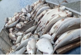 Peixes encontrados por um morador da regi�o, boiando no rio
