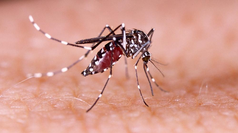 Mosquito causador da dengue, o Aedes aegypti