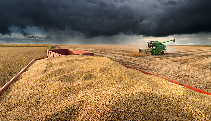 Com a soja, a agricultura deu um salto que, em 40 anos, chegaria a uma slida economia, criaria nova configurao social com a miscigenao e mudana de hbito