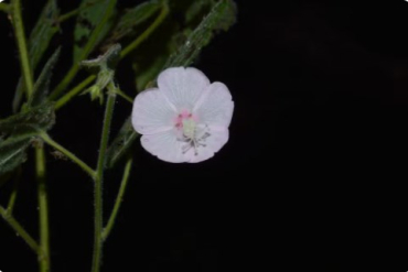 Nova espcie de flor  descoberta na Estao Ecolgica da Serra das Araras, em Mato Grosso.  Foto: Marcos Rondon, Ana Kelly e Thales Coutinho