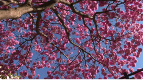 Ip� roxo-de-bola � Foto: Reprodu��o/TV Globo