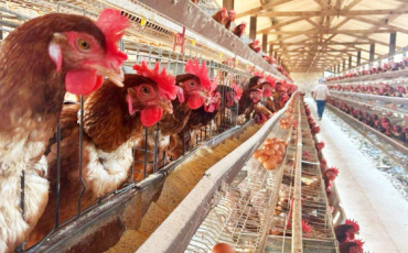 Mato Grosso conta com 37,2 milhes de aves comerciais, sendo Nova Mutum, Primavera do Leste e Lucas do Rio Verde os municpios que concentram a maior produo de aves