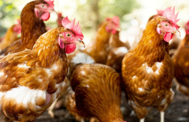 O foco de gripe aviria em Mato Grosso foi confirmado pelo Ministrio da Agricultura e Pecuria, no ltimo fim de semana