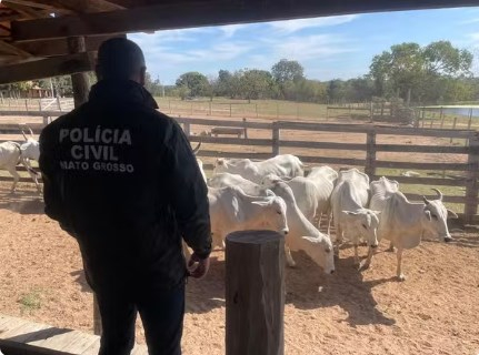 Dos 90, 13 animais foram recuperados  Foto: Polcia Civil de Mato Grosso