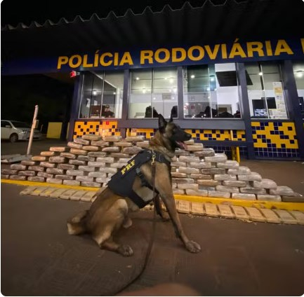 Co farejador da PRF que indicou onde estavam escondidas as drogas  Foto: PRF