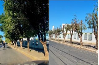 rvores tiveram copas inteiramente podadas, o que  contra lei ambiental