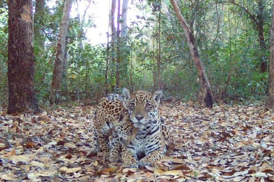 Ona-pintada e um dos seus filhotes, em frente  cmera de observao na reserva particular do Sesc Pantanal