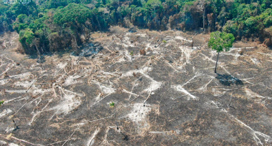 No territrio mato-grossense, foram 36 km de floresta destrudos em agosto deste ano, contra 47 km atingidos nos mesmos 31 dias do ano passado