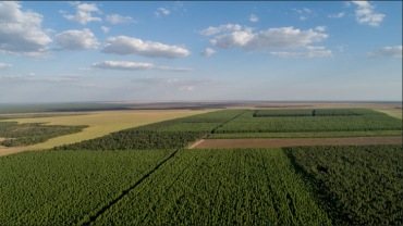 Floresta de eucalipto, principal espcie usada no reflorestamento em Mato Grosso. 